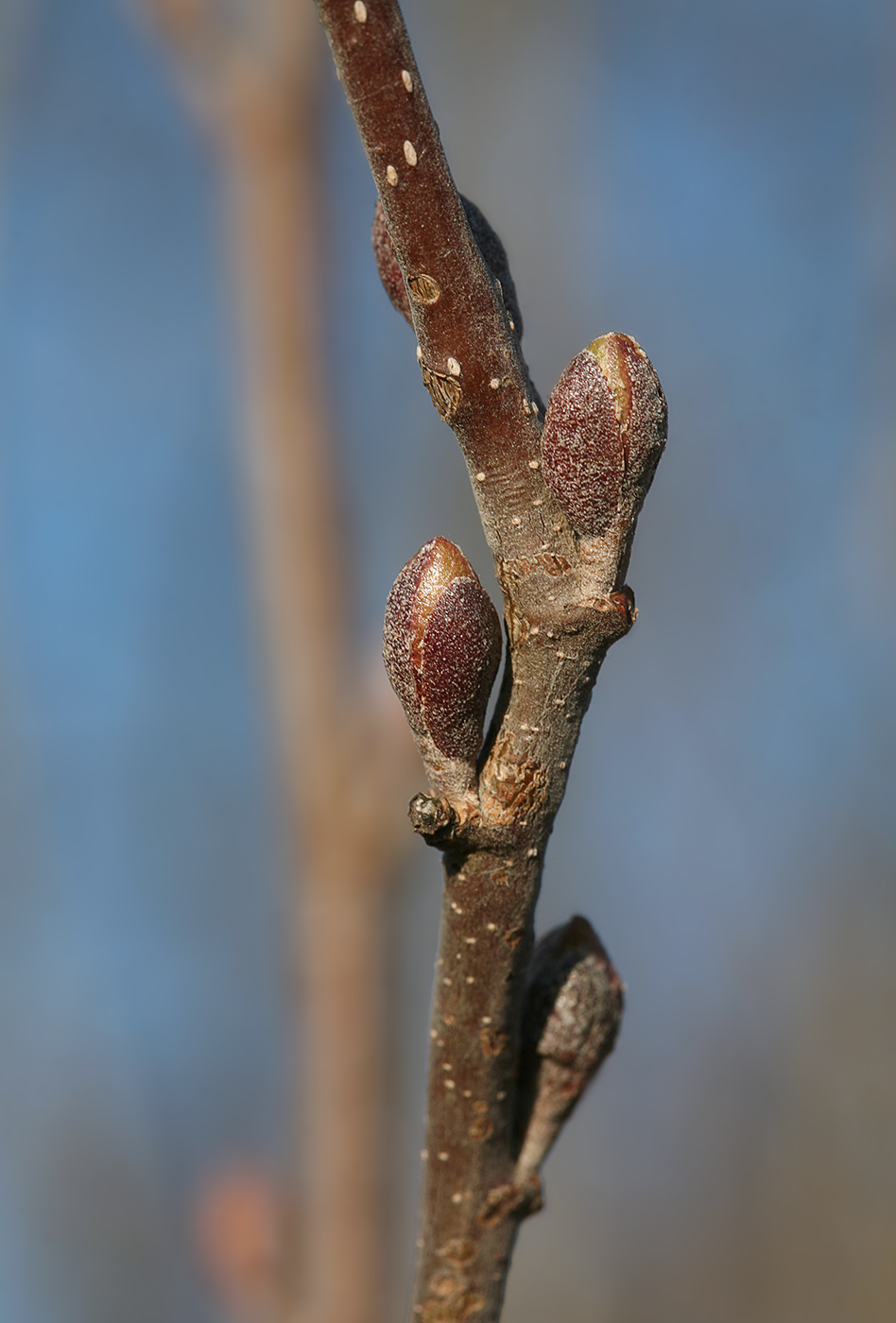 Изображение особи Alnus incana.