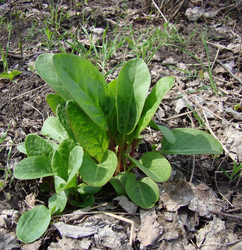 Image of Rumex acetosa specimen.