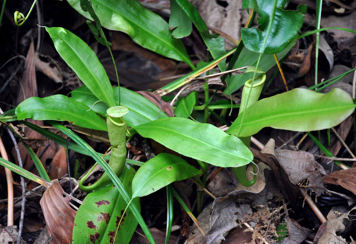 Image of Nepenthes mirabilis specimen.