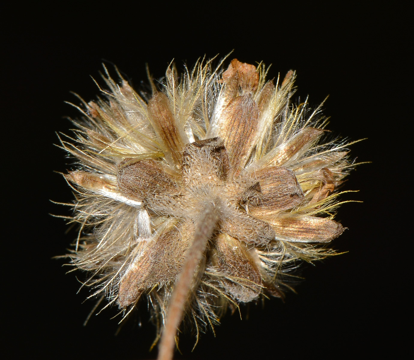 Image of Tridax procumbens specimen.