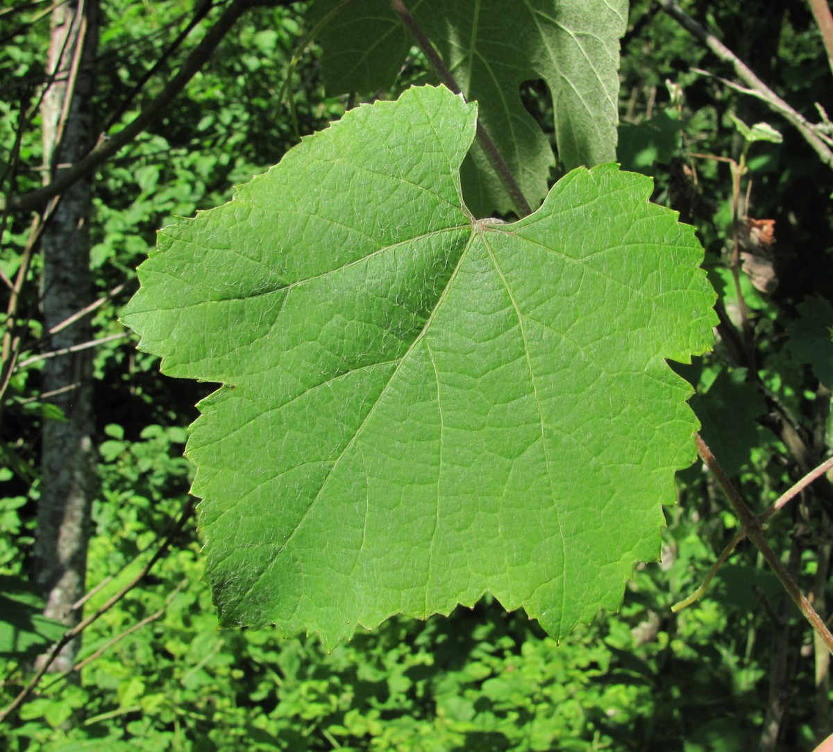 Изображение особи род Vitis.