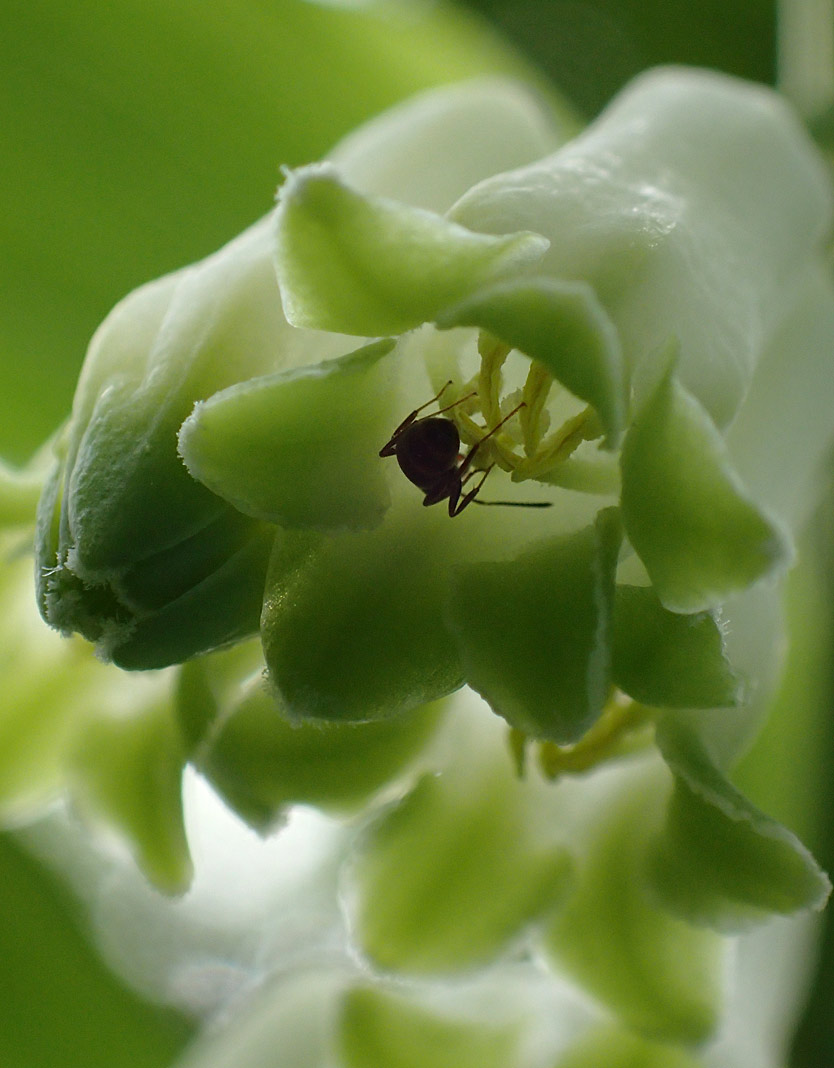 Image of Polygonatum × hybridum specimen.
