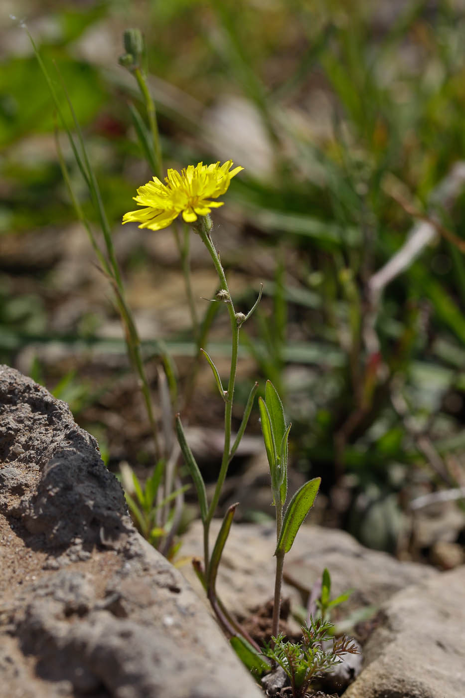 Изображение особи Crepis tectorum.