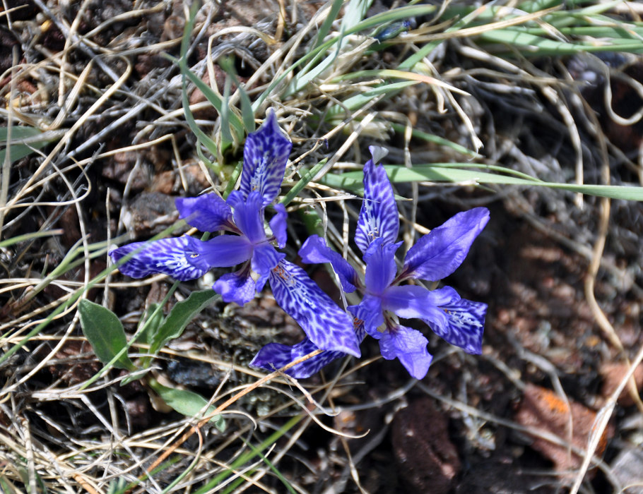 Image of Iris tigridia specimen.