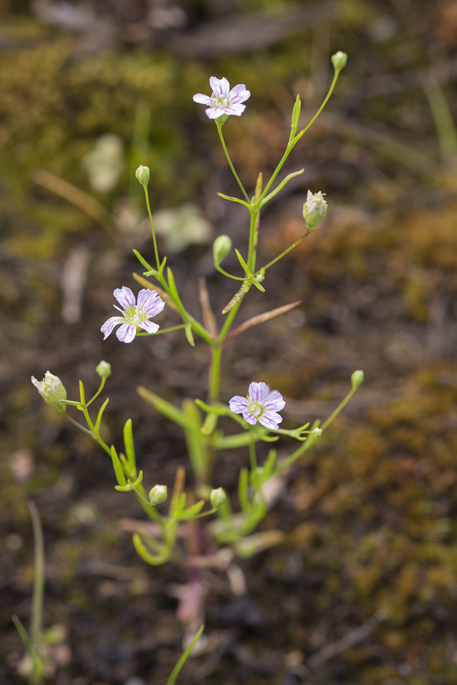 Изображение особи Psammophiliella muralis.