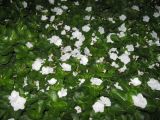 Catharanthus roseus