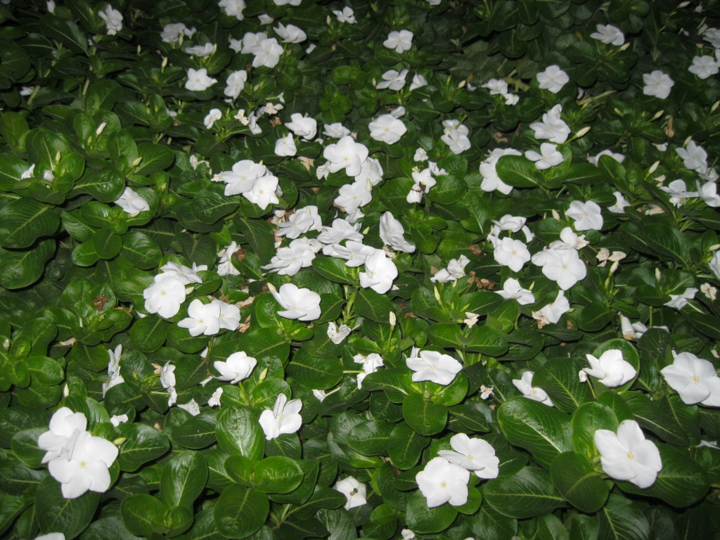 Изображение особи Catharanthus roseus.