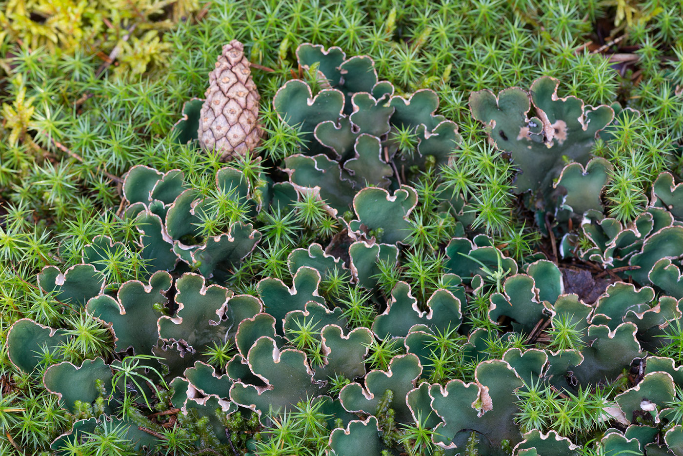 Изображение особи Peltigera malacea.