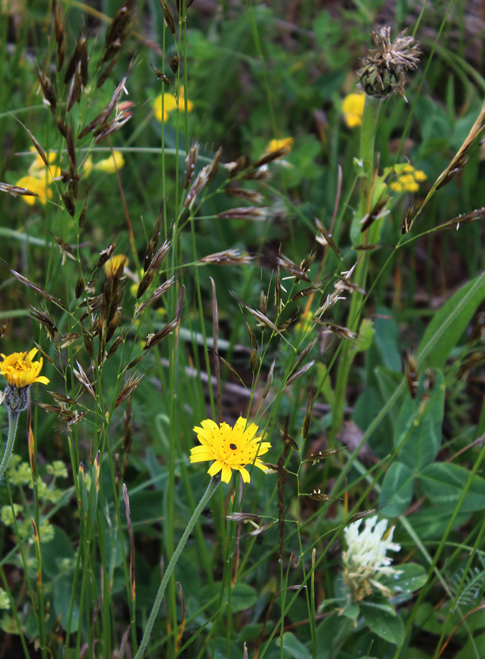 Image of Helictotrichon adzharicum specimen.