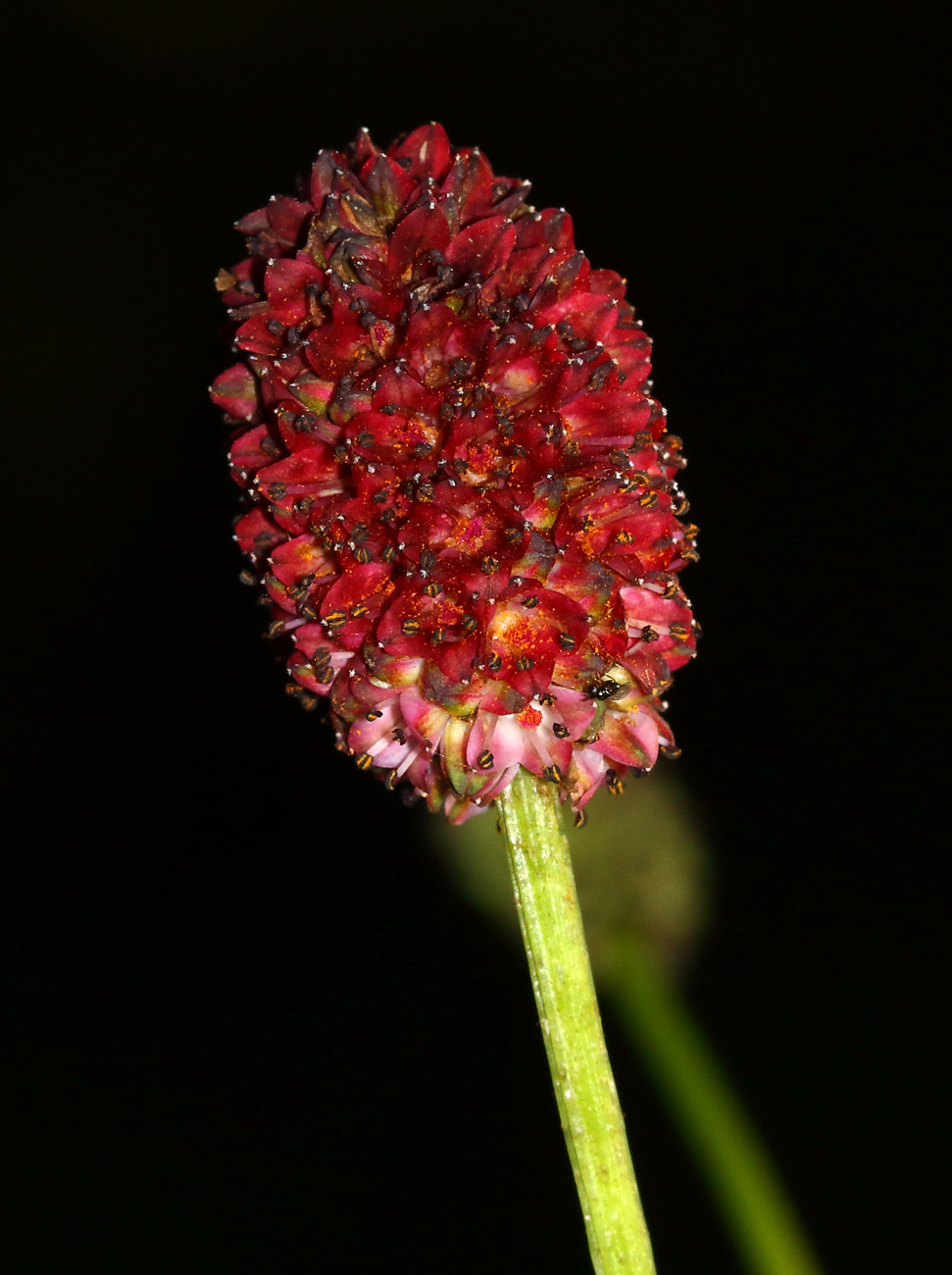 Изображение особи Sanguisorba officinalis.