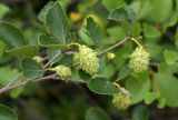 Betula divaricata