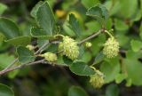 Betula divaricata. Верхушка ветви с соплодиями. Сахалинская обл., Охинский р-н, окр. г. Оха, обочина дороги. 12.07.2017.