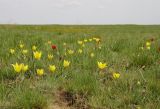 Tulipa suaveolens. Цветущие растения. Волгоградская обл., Палласовский р-н, окр. оз. Булухта. 24.04.2010.г.