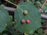 Populus tremula. Лист с галлами. Ульяновск, Заволжский р-н, смешанный лес вблизи стрельбища биатлонного стадиона. 07.09.2017.