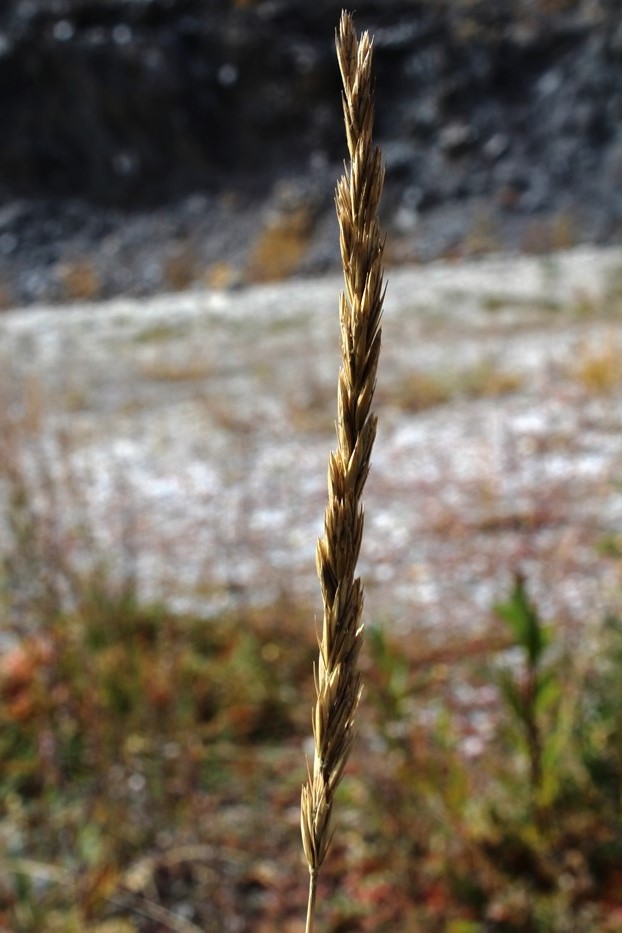 Image of Leymus chinensis specimen.