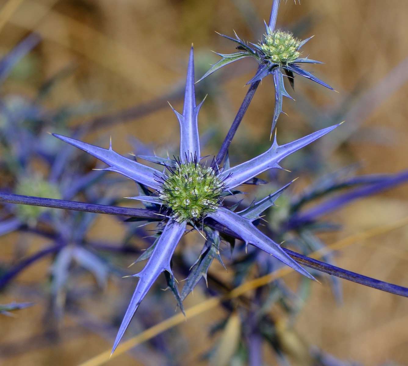 Изображение особи Eryngium creticum.