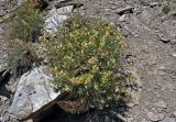 Lagochilus seravschanicus. Цветущее растение. Таджикистан, Фанские горы, ущелье Куликалон, ≈ 2700 м н.у.м., осыпающийся каменистый склон. 04.08.2017.