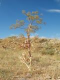 Ferula diversivittata