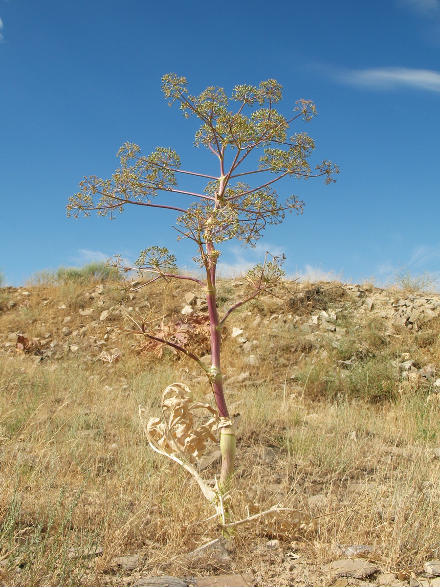 Image of Ferula diversivittata specimen.