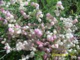 Astragalus mesites