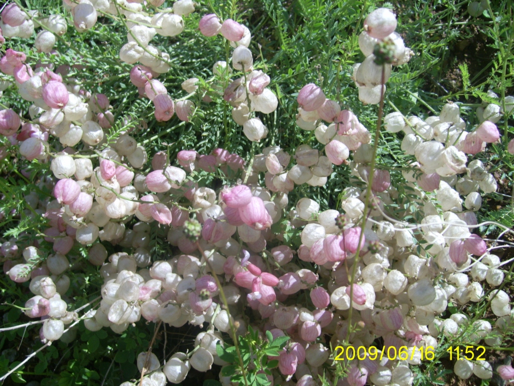 Image of Astragalus mesites specimen.