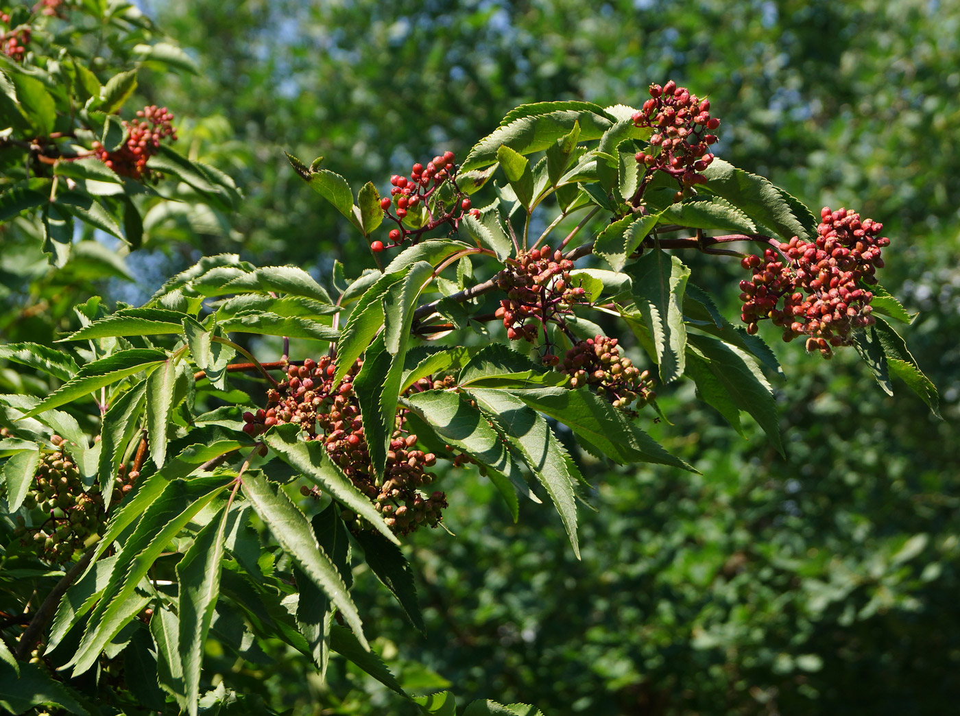 Image of Sambucus racemosa specimen.