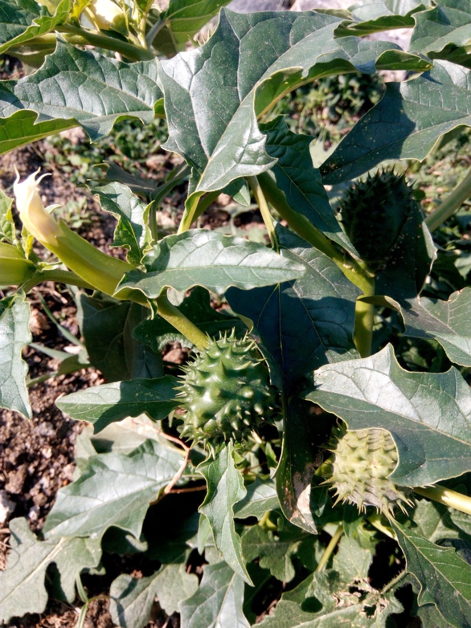 Image of Datura stramonium specimen.