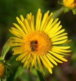 Inula britannica