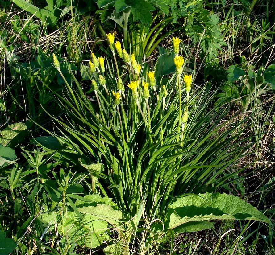 Изображение особи Scorzonera radiata.