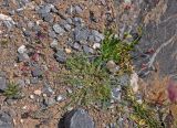 Oxytropis lehmannii. Цветущее растение. Таджикистан, Фанские горы, окр. Мутного озера, ≈ 3500 м н.у.м., каменистый сухой склон. 02.08.2017.