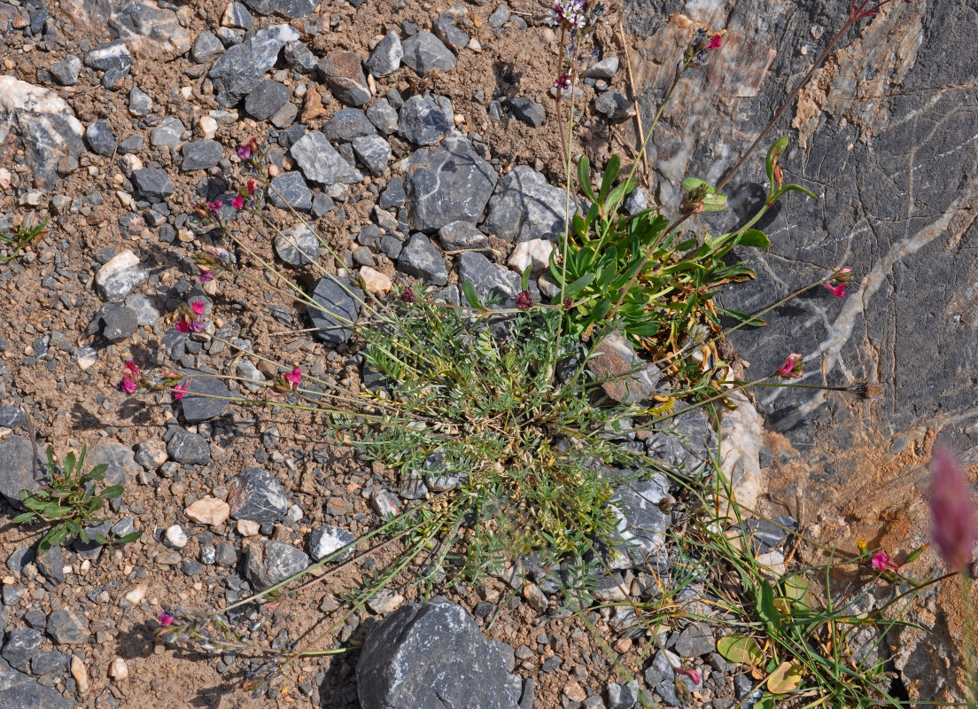 Image of Oxytropis lehmannii specimen.