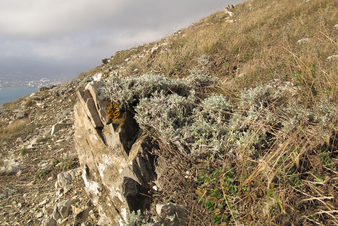 Image of Artemisia caucasica specimen.