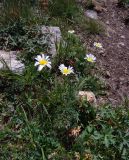 Tripleurospermum caucasicum