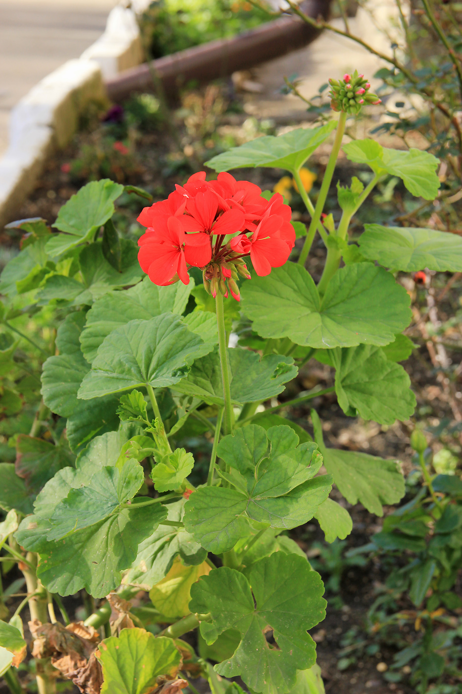 Изображение особи Pelargonium hortorum.