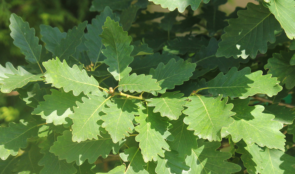 Изображение особи Quercus iberica.