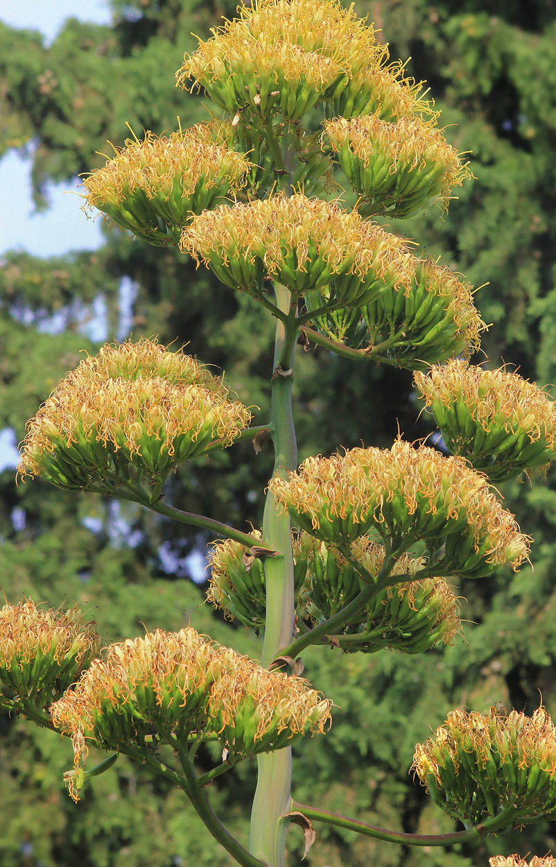 Изображение особи Agave desmetiana.