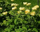 Paeonia mlokosewitschii