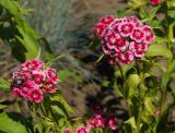 Dianthus barbatus