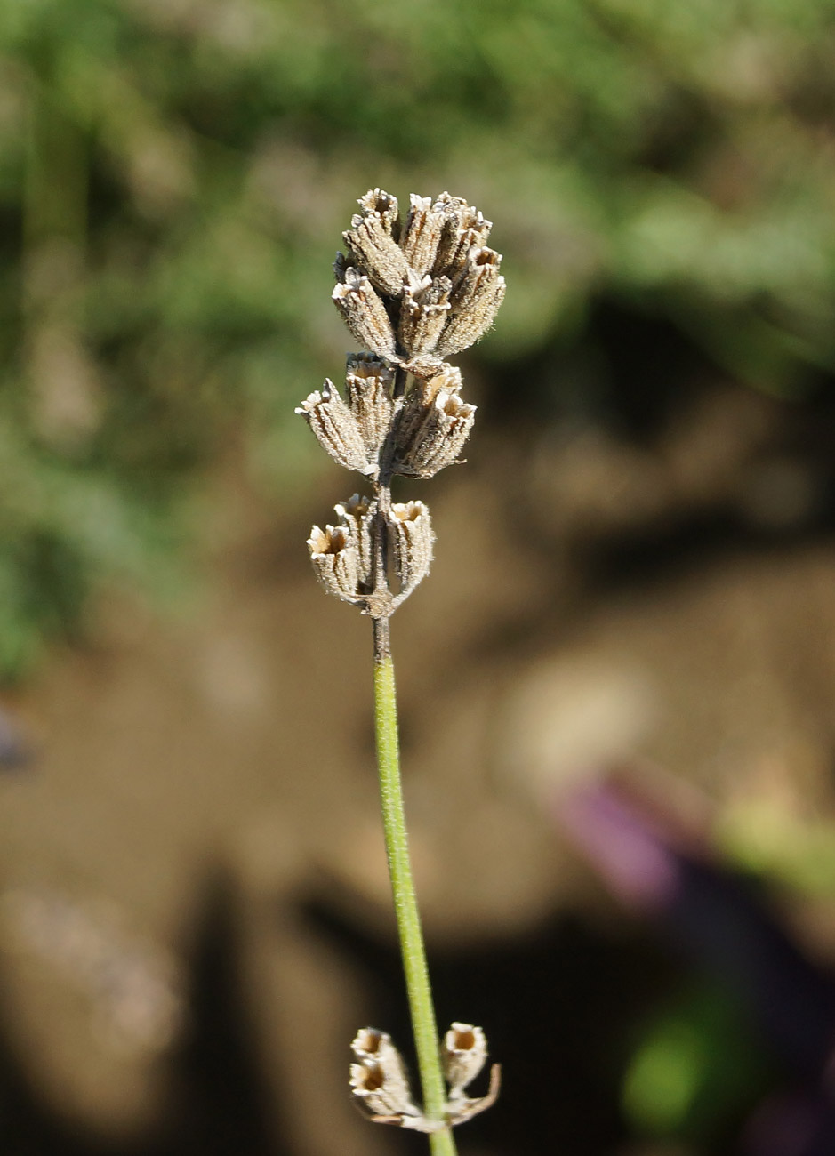 Image of Lavandula angustifolia specimen.