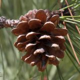 род Pinus