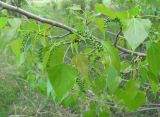 Populus nigra