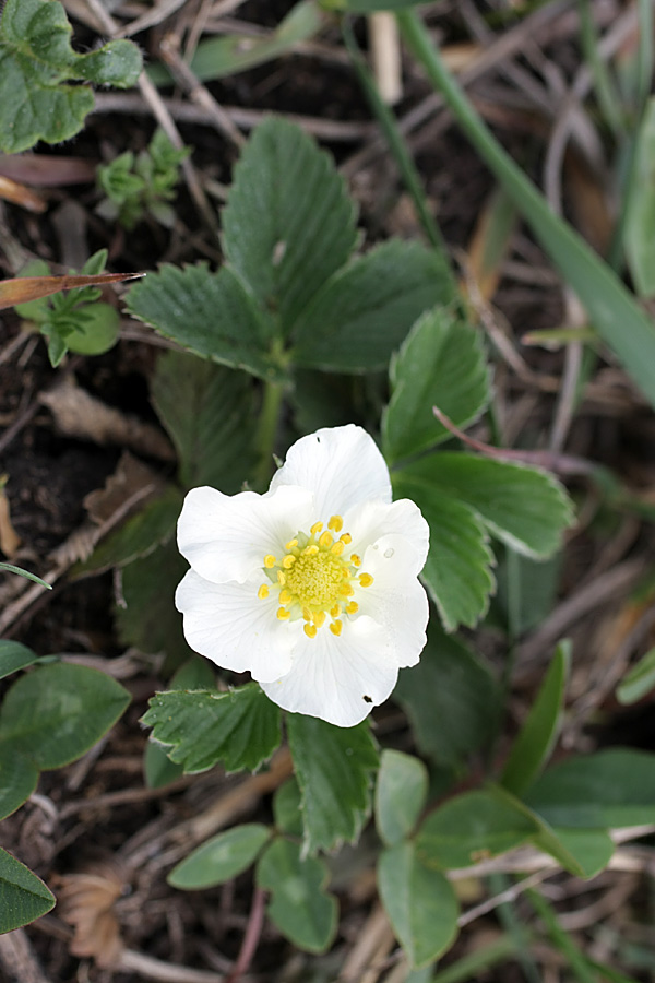 Изображение особи Fragaria campestris.