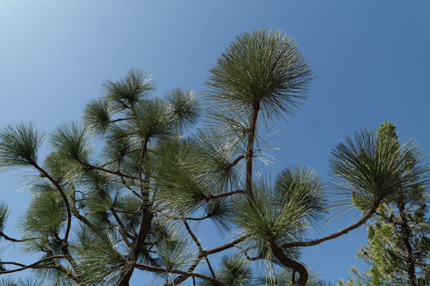 Изображение особи Pinus coulteri.