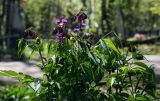Lathyrus vernus. Верхушки цветущих растений. Пермский край, Свердловский р-н, кладбище \"Южное\", тополёвая роща, обочина асфальтовой дорожки. 23.05.2018.