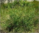 Chamaecytisus ruthenicus. Цветущее растение. Чувашия, окр. г. Шумерля возле хлебозавода. 26 мая 2010 г.