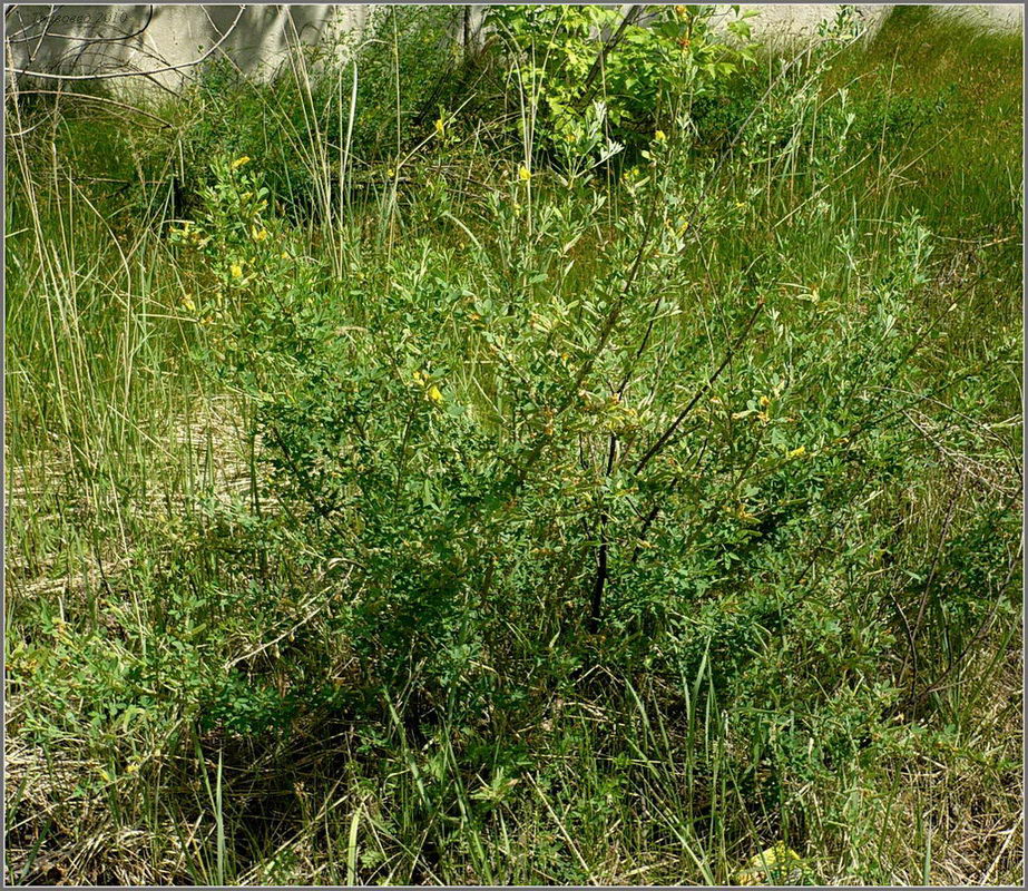 Image of Chamaecytisus ruthenicus specimen.
