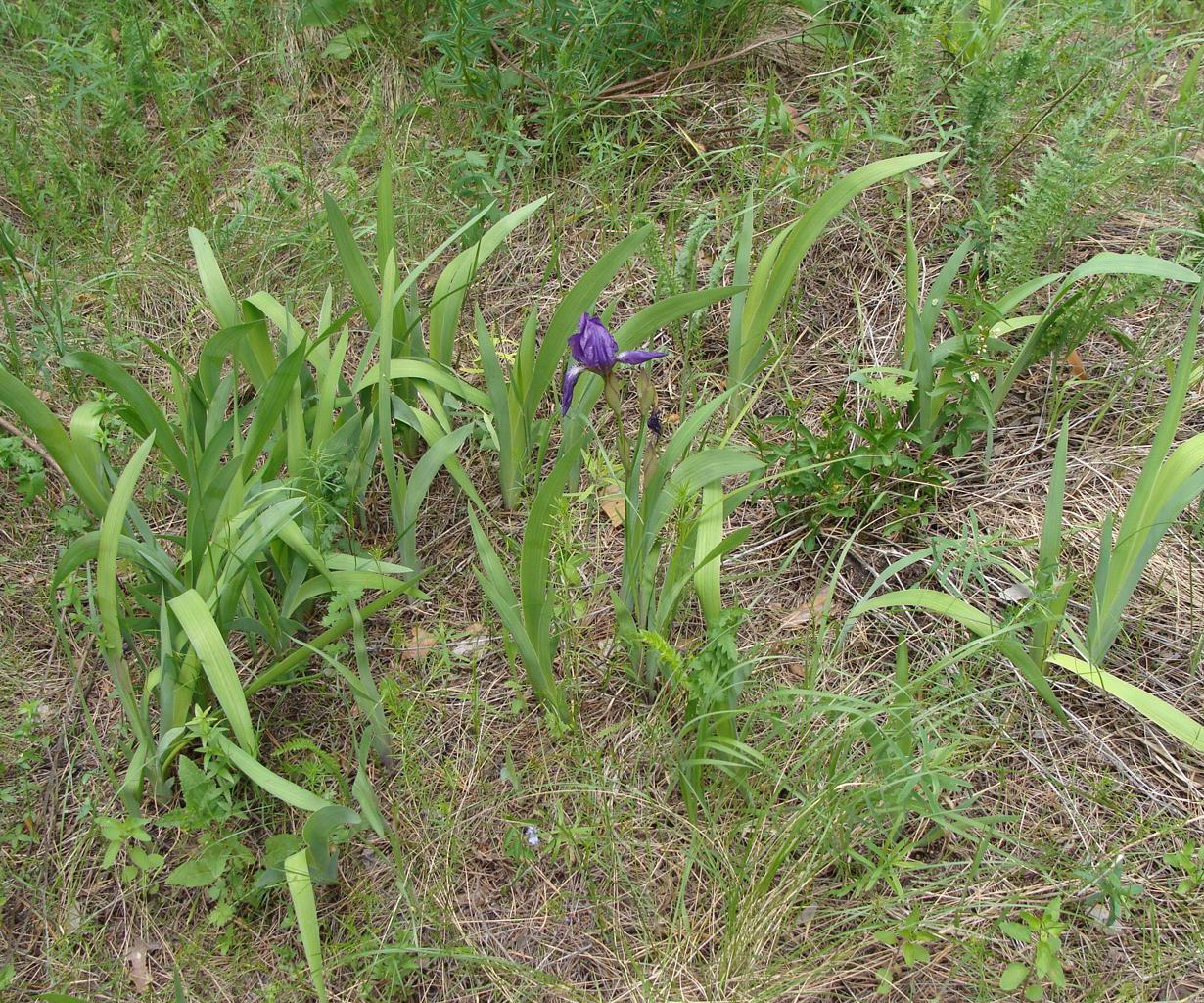 Image of Iris aphylla specimen.