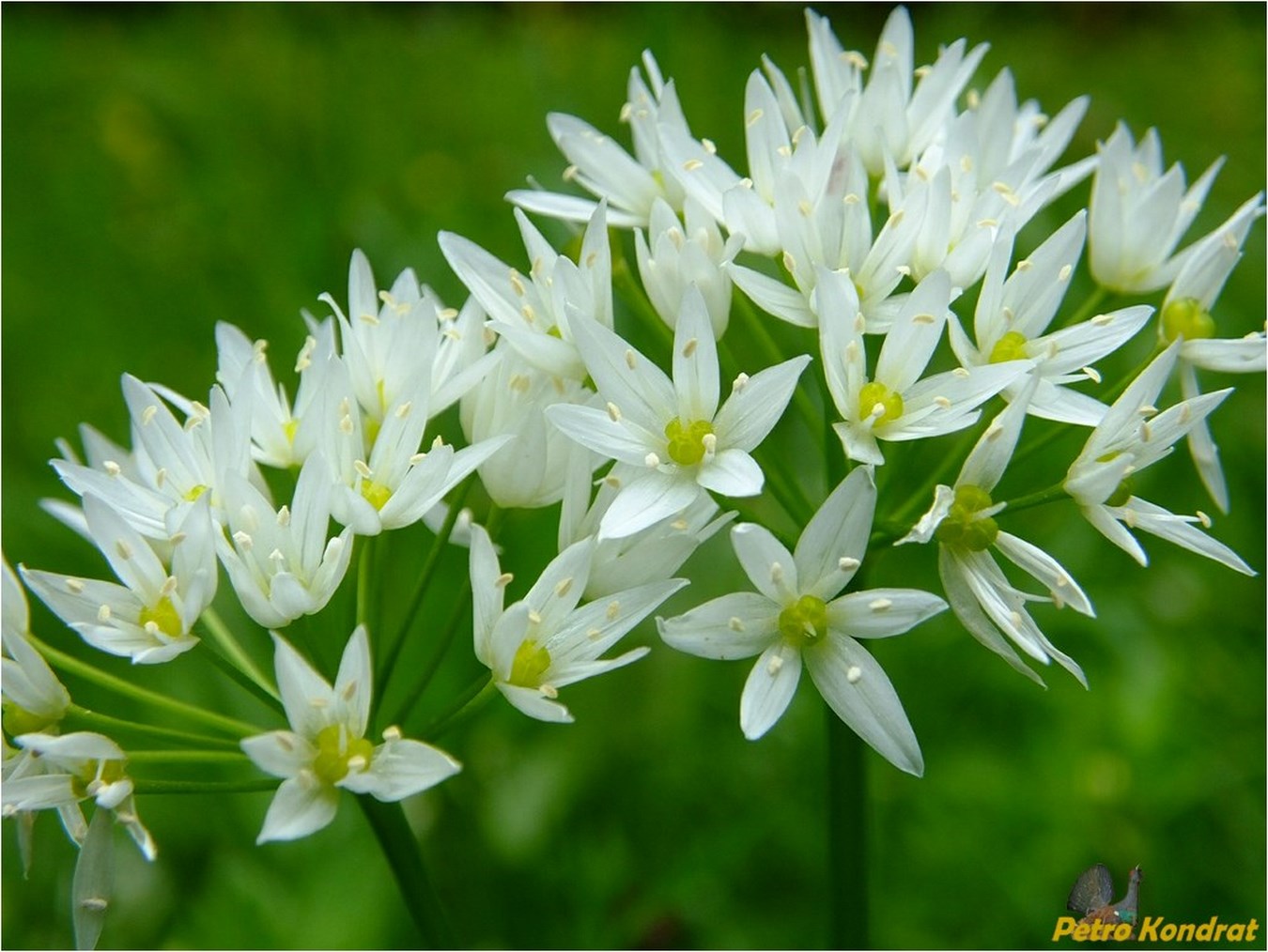 Изображение особи Allium ursinum.