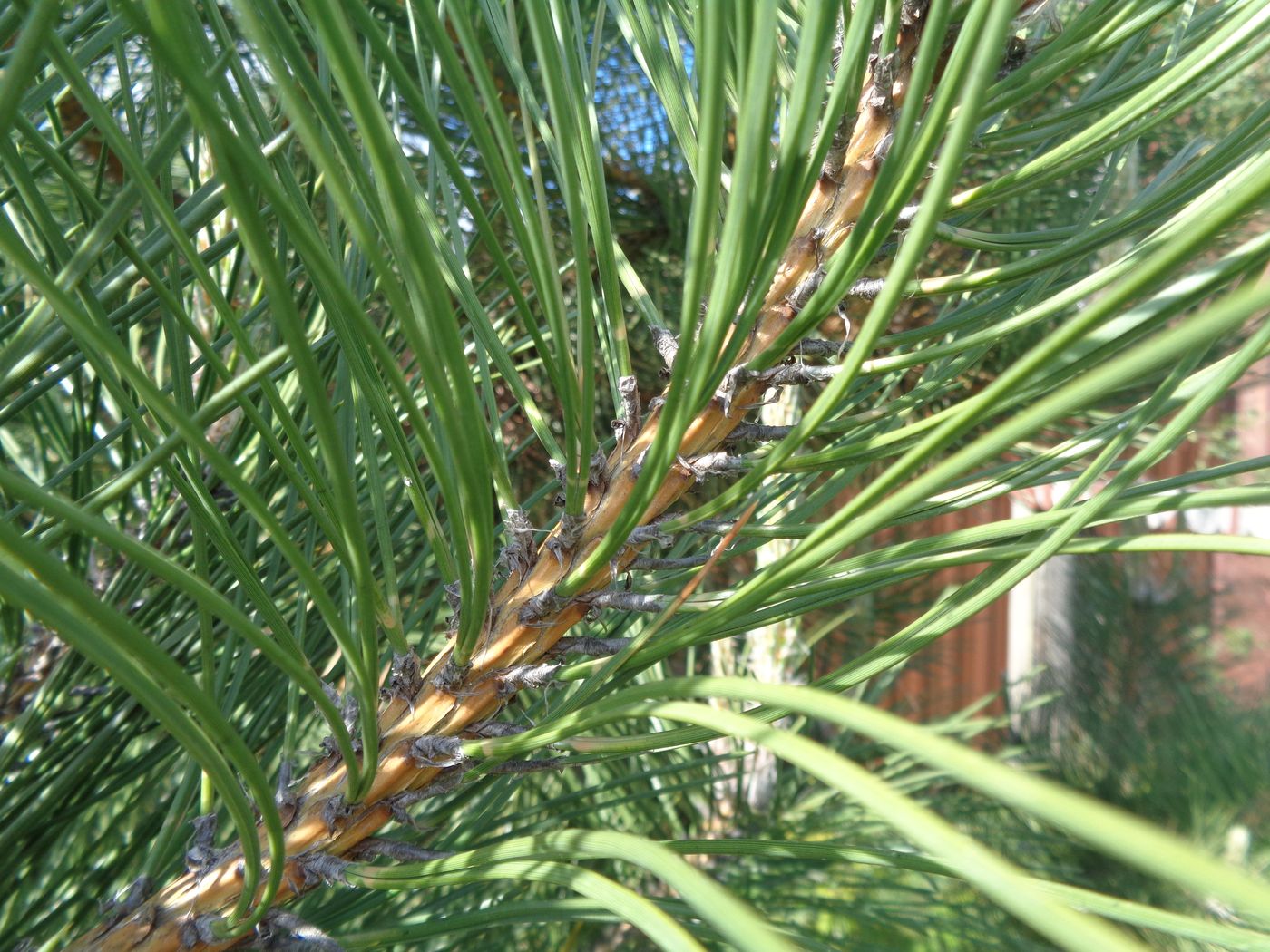 Изображение особи род Pinus.