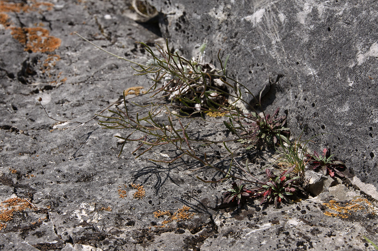 Изображение особи Braya humilis.